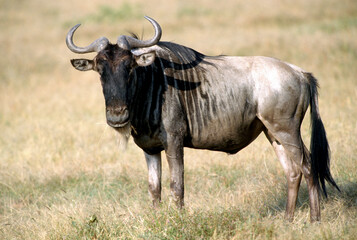 Blue wildebeest, Connochaetes taurinus, also called the common wildebeest, white-bearded wildebeest or brindled gnu, Masai Mara, Kenya