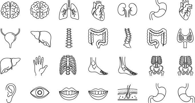 Set of 35 Human Anatomy Outline Icons Vector