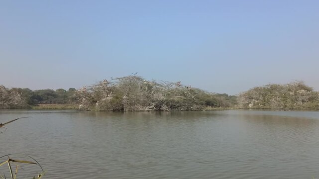 Birds sitting on trees inside the water body in Sultanpur Bird Sanctuary during winters