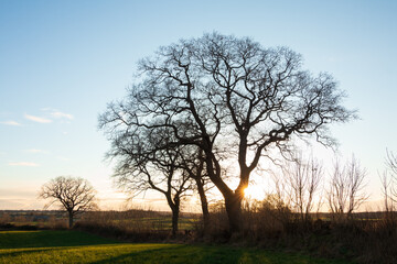 Obraz premium Old oaks on a field in winter at sunset.