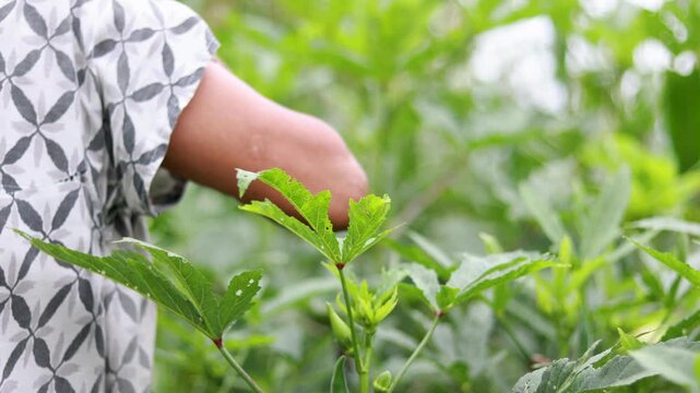 Selecting fresh ladyfinger from garden plants, showing manual harvesting, home gardening, healthy vegetables, and everyday rural farming activity in India captured in 4K video.
