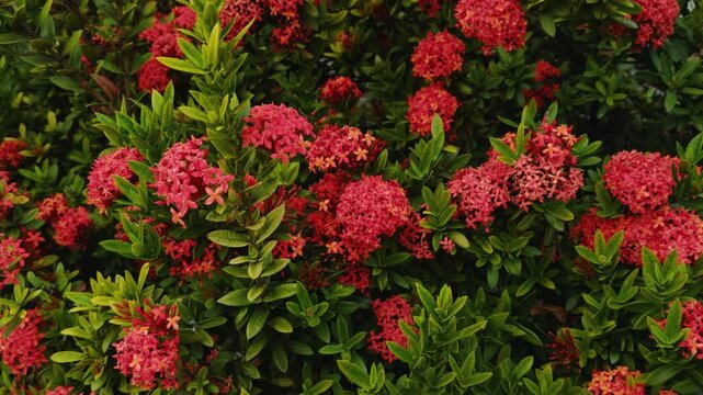 Ixora coccinea ( jungle geranium, flame of the woods or jungle flame or pendkuli) is a species of flowering plant in the family Rubiaceae. Ala Moana Center, Honolulu, Oahu, Hawaii