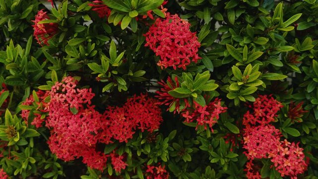 Ixora coccinea ( jungle geranium, flame of the woods or jungle flame or pendkuli) is a species of flowering plant in the family Rubiaceae. Ala Moana Center, Honolulu, Oahu, Hawaii