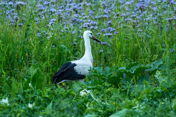 Fototapeta premium A white stork wanders through a vegetable garden. These birds settle in rural areas near human dwellings. 