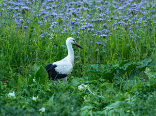 Fototapeta premium A white stork wanders through a vegetable garden. These birds settle in rural areas near human dwellings. 