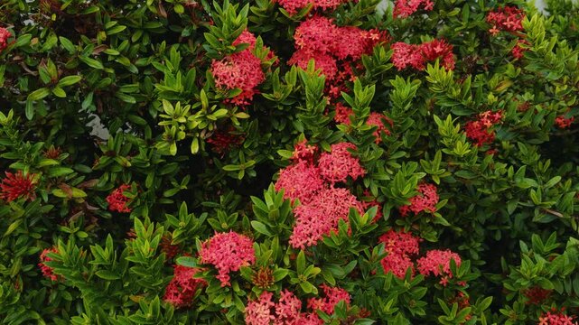 Ixora coccinea ( jungle geranium, flame of the woods or jungle flame or pendkuli) is a species of flowering plant in the family Rubiaceae. Ala Moana Center, Honolulu, Oahu, Hawaii