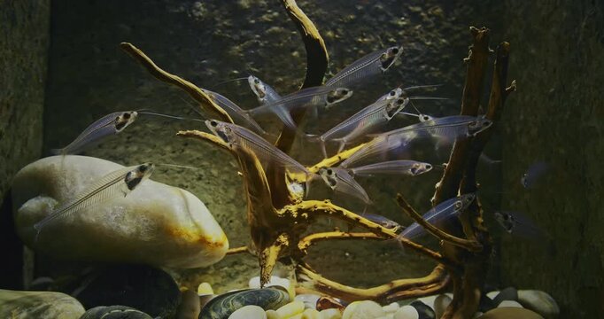 Many Catfishes Float In Aquarium. Kryptopterus Vitreolus Known Commonly As Glass Cat, Ghost Catfish Or Phantom Catfish. Catfish In Zoo Aquarium. Glass Catfish Are Endemic To Thailand