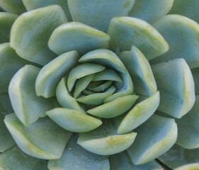 Fototapeta premium Echeveria elegans mature succulent plant