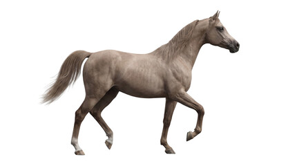 Fototapeta premium Light brown Arabian horse walking, full body side view, elegant equine isolated on white