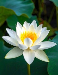 Delicate white water lily with a bright yellow center, surrounded by lush green leaves