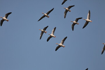 Fototapeta premium Goose