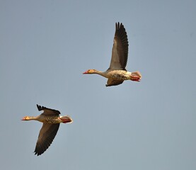 Obraz premium Goose