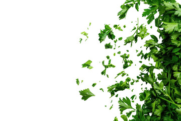 Fresh green parsley herb isolated on transparent background. Fresh chopped parsley isolated on white background.