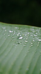 Close-up of a banana leaf with dewdrops on the surface, showing clear texture and selective focus