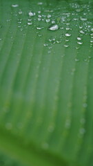 Close-up of a banana leaf with dewdrops on the surface, showing clear texture and selective focus