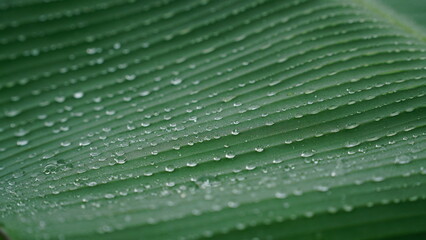 Close-up of a banana leaf with dewdrops on the surface, showing clear texture and selective focus