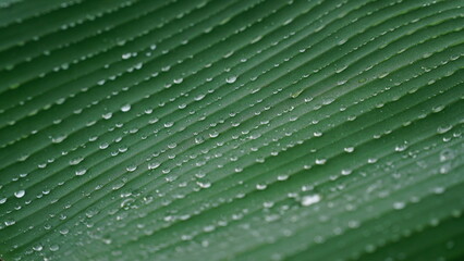 Close-up of a banana leaf with dewdrops on the surface, showing clear texture and selective focus