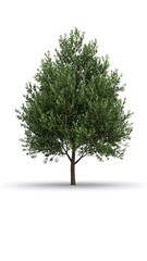 Obraz premium Digitally created image of a green leafy tree with a brown trunk and shadow below