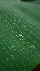 Close-up of a banana leaf with dewdrops on the surface, showing clear texture and selective focus