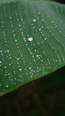 Close-up of a banana leaf with dewdrops on the surface, showing clear texture and selective focus