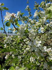 Kwitnąca gałązka jabłoni z biało-różowymi kwiatami w pełnym słońcu © Joanna