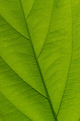 A bright and fresh macro detail of a green leaf texture reveals a natural abstract pattern of veins and foliage structure in this close-up of spring botany