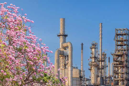 Vibrant pink flowers blooming in gardens and city parks contrast with the towering chimneys and Oil refinery industrial pipes of a petrochemical plant. The concept of sustainable business operations.