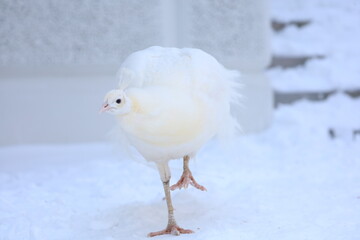 white dove in the snow