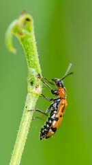 Close-up of a beetle on a green stem