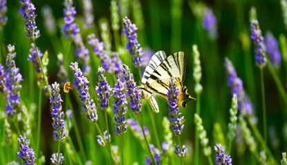 Butterfly in purple lavander field in the meadow close macro detail, insect and herb background © moreidea