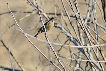 枝に留まっているカワラヒワ