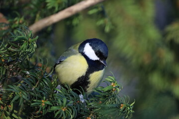 great tit parus major