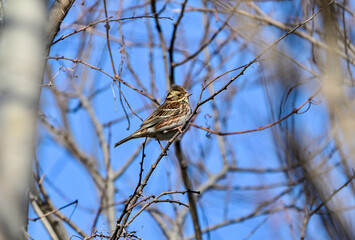 枝に留まっているカシラダカ