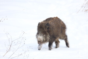 wild boar in snow