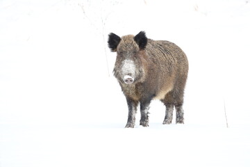 wild boar isolated on white