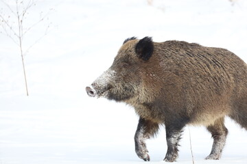 wild boar in snow