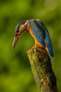 Vibrant kingfisher perched on mossy tree stump with blurred gree