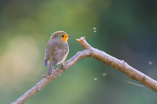 Small bird perched on branch with vibrant yellow throat patch
