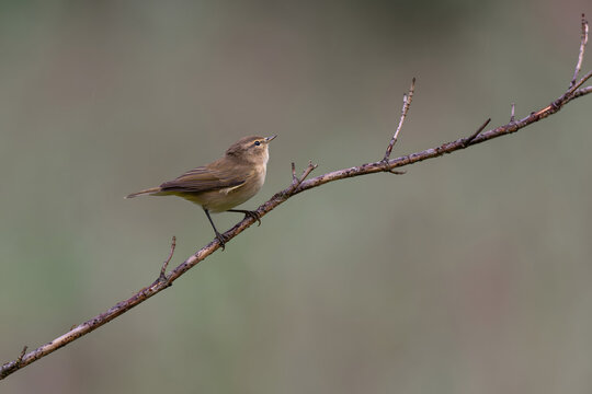 Small brown bird perched on a bare tree branch in natural settin