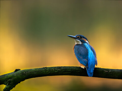 Vibrant kingfisher perched on mossy branch against blurred golde