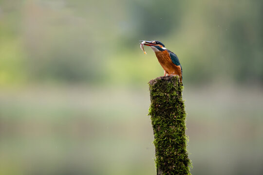 Vibrant kingfisher perched on mossy post with fresh catch in bea
