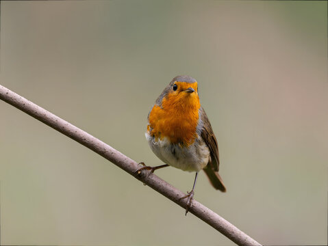 Vibrant robin perched on branch with stunning orange breast feat