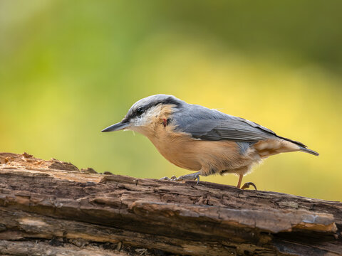 Nuthatch bird perched on weathered log in natural setting