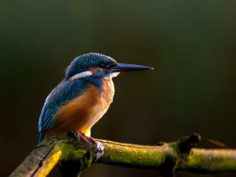 Vibrant kingfisher perched on mossy branch in serene natural set