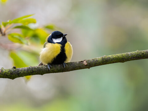 Vibrant yellow and black bird perched on mossy tree branch in na