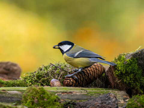 Vibrant Great Tit perched on mossy log with pinecone in autumnal