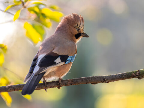 Vibrant jay perched on branch with stunning crest and colorful f