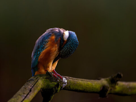 Kingfisher preening feathers on mossy branch in serene natural s