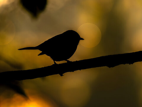 Silhouette of a bird perched on a branch against a vibrant golde