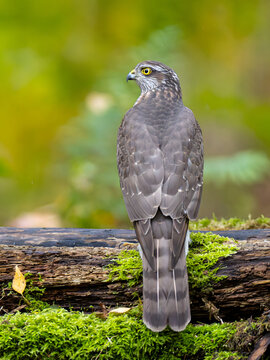 Majestic goshawk perched on mossy log in forest